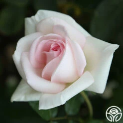 Francis Meilland® -HEIRLOOM ROSES Sales Francis Meilland 34