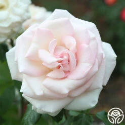 Francis Meilland® -HEIRLOOM ROSES Sales Francis Meilland 023