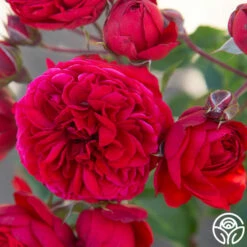 Francois Rabelais 16 Francois Rabelais -HEIRLOOM ROSES Sales Francois Rabelais 01