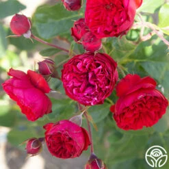 Francois Rabelais 13 Francois Rabelais -HEIRLOOM ROSES Sales Francois Rabelais 010