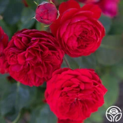 Francois Rabelais 17 Francois Rabelais -HEIRLOOM ROSES Sales Francois Rabelais 03