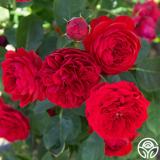 Francois Rabelais 4 Francois Rabelais - Image 2