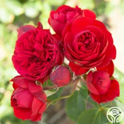 Francois Rabelais 14 Francois Rabelais -HEIRLOOM ROSES Sales Francois Rabelais 06