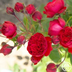 Francois Rabelais 15 Francois Rabelais -HEIRLOOM ROSES Sales Francois Rabelais 07