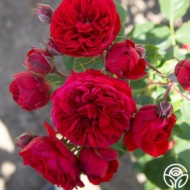 Francois Rabelais 3 Francois Rabelais