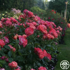 Frida Kahlo™ 26 Frida Kahlo™ -HEIRLOOM ROSES Sales Frida Kahlo 22