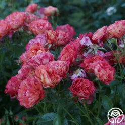 Frida Kahlo™ 25 Frida Kahlo™ -HEIRLOOM ROSES Sales Frida Kahlo 23