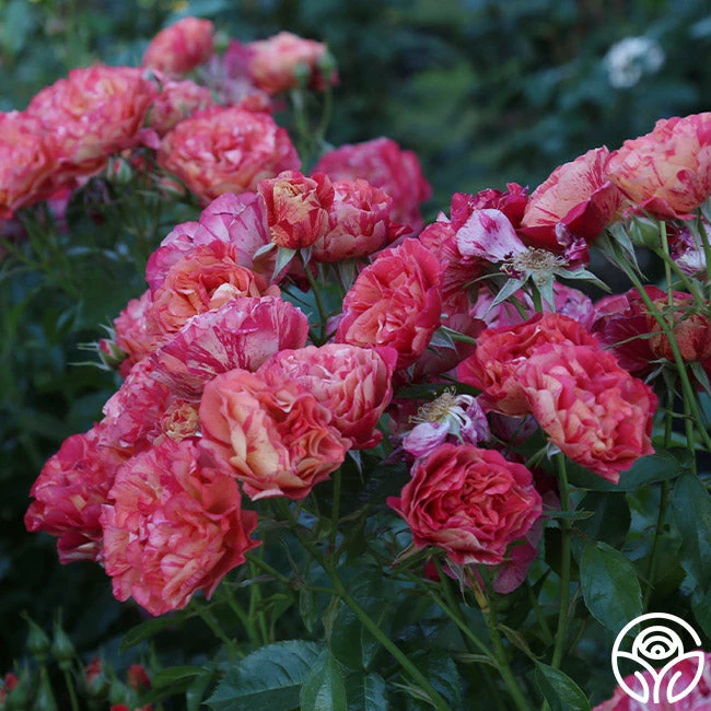 Frida Kahlo™ 13 Frida Kahlo™ - Image 11