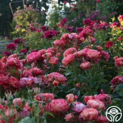 Frida Kahlo™ 19 Frida Kahlo™ -HEIRLOOM ROSES Sales Frida Kahlo 25