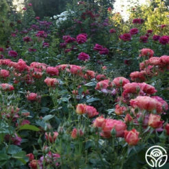 Frida Kahlo™ 24 Frida Kahlo™ -HEIRLOOM ROSES Sales Frida Kahlo 26