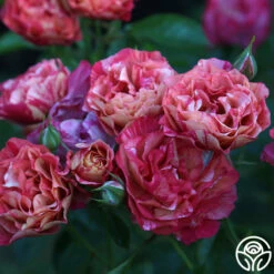 Frida Kahlo™ 17 Frida Kahlo™ -HEIRLOOM ROSES Sales Frida Kahlo 273