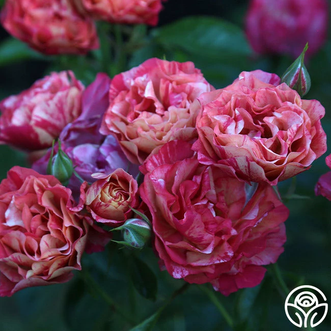 Frida Kahlo™ 5 Frida Kahlo™ - Image 3