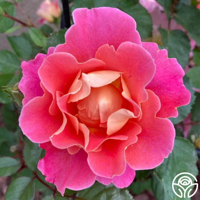 Fruity Petals™ 5 Fruity Petals™ - Image 3