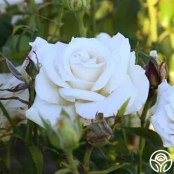 Full Sail -HEIRLOOM ROSES Sales Full Sail 11