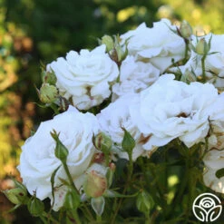 Full Sail -HEIRLOOM ROSES Sales Full Sail 12