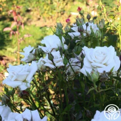 Full Sail -HEIRLOOM ROSES Sales Full Sail 13