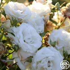 Full Sail -HEIRLOOM ROSES Sales Full Sail 14