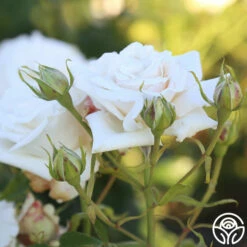 Full Sail -HEIRLOOM ROSES Sales Full Sail 16