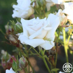 Full Sail -HEIRLOOM ROSES Sales Full Sail 17