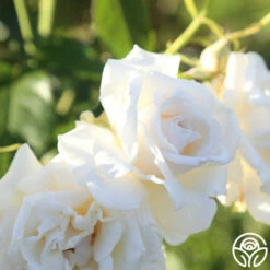 Full Sail -HEIRLOOM ROSES Sales Full Sail 18