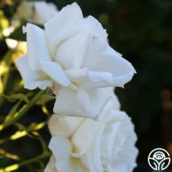 Full Sail -HEIRLOOM ROSES Sales Full Sail 19