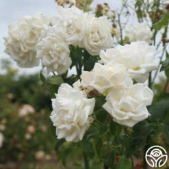 Full Sail -HEIRLOOM ROSES Sales Full Sail 24