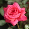 Galway Bay® -HEIRLOOM ROSES Sales Galway Bay 01