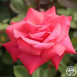 Galway Bay® -HEIRLOOM ROSES Sales Galway Bay 02