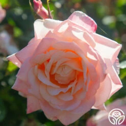 Generosity™ -HEIRLOOM ROSES Sales Generosity 11