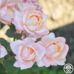 Generosity™ -HEIRLOOM ROSES Sales Generosity 18