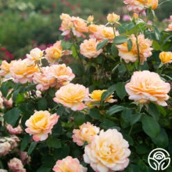 Glowing Peace™ 14 Glowing Peace™ -HEIRLOOM ROSES Sales Glowing Peace 03