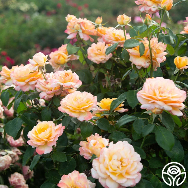 Glowing Peace™ 5 Glowing Peace™ - Image 3