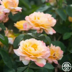 Glowing Peace™ 18 Glowing Peace™ -HEIRLOOM ROSES Sales Glowing Peace 04