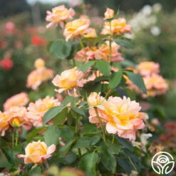 Glowing Peace™ 21 Glowing Peace™ -HEIRLOOM ROSES Sales Glowing Peace 05