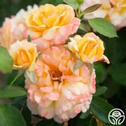 Glowing Peace™ 20 Glowing Peace™ -HEIRLOOM ROSES Sales Glowing Peace 06