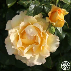 Gold Struck™ -HEIRLOOM ROSES Sales Gold Struck 13