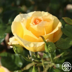 Gold Struck™ -HEIRLOOM ROSES Sales Gold Struck 16