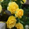CL Good Day Sunshine™ -HEIRLOOM ROSES Sales Good Day Sunshin 1