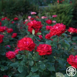 Eleganza® Grande Amore -HEIRLOOM ROSES Sales Grande Amore 21