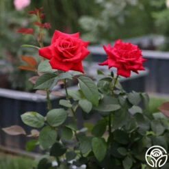 Eleganza® Grande Amore -HEIRLOOM ROSES Sales Grande Amore 23