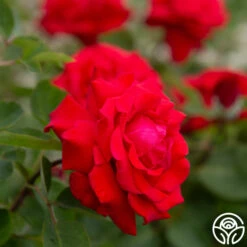 Eleganza® Grande Amore -HEIRLOOM ROSES Sales Grande Amore 342