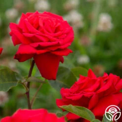 Eleganza® Grande Amore -HEIRLOOM ROSES Sales Grande Amore 4525