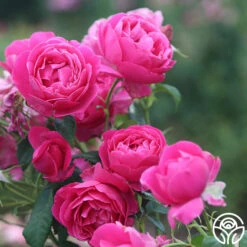 Grande Dame™ -HEIRLOOM ROSES Sales Grande Dame 11 06535fcf 30b1 41ac 881d 27acb03721ff