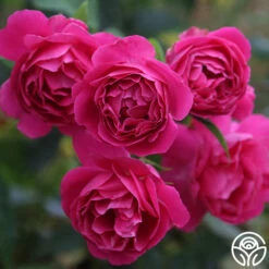 Grande Dame™ -HEIRLOOM ROSES Sales Grande Dame 12