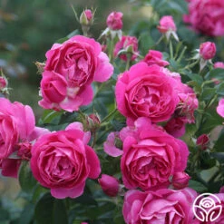 Grande Dame™ -HEIRLOOM ROSES Sales Grande Dame 14