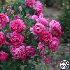 Grande Dame™ -HEIRLOOM ROSES Sales Grande Dame 16