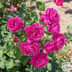 Grande Dame™ -HEIRLOOM ROSES Sales Grande Dame 01