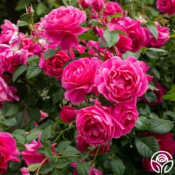 Grande Dame™ -HEIRLOOM ROSES Sales Grande Dame 013
