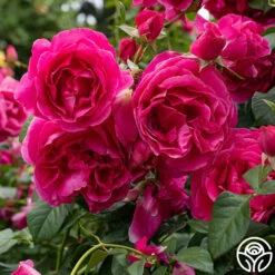 Grande Dame™ -HEIRLOOM ROSES Sales Grande Dame 015