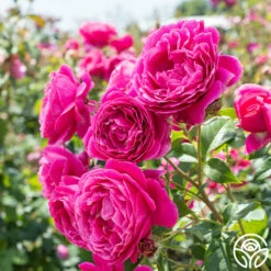 Grande Dame™ -HEIRLOOM ROSES Sales Grande Dame 02